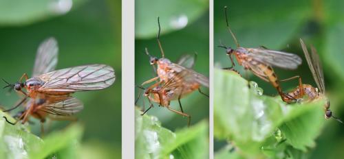 Réf. 281 159 : Empis trigramma